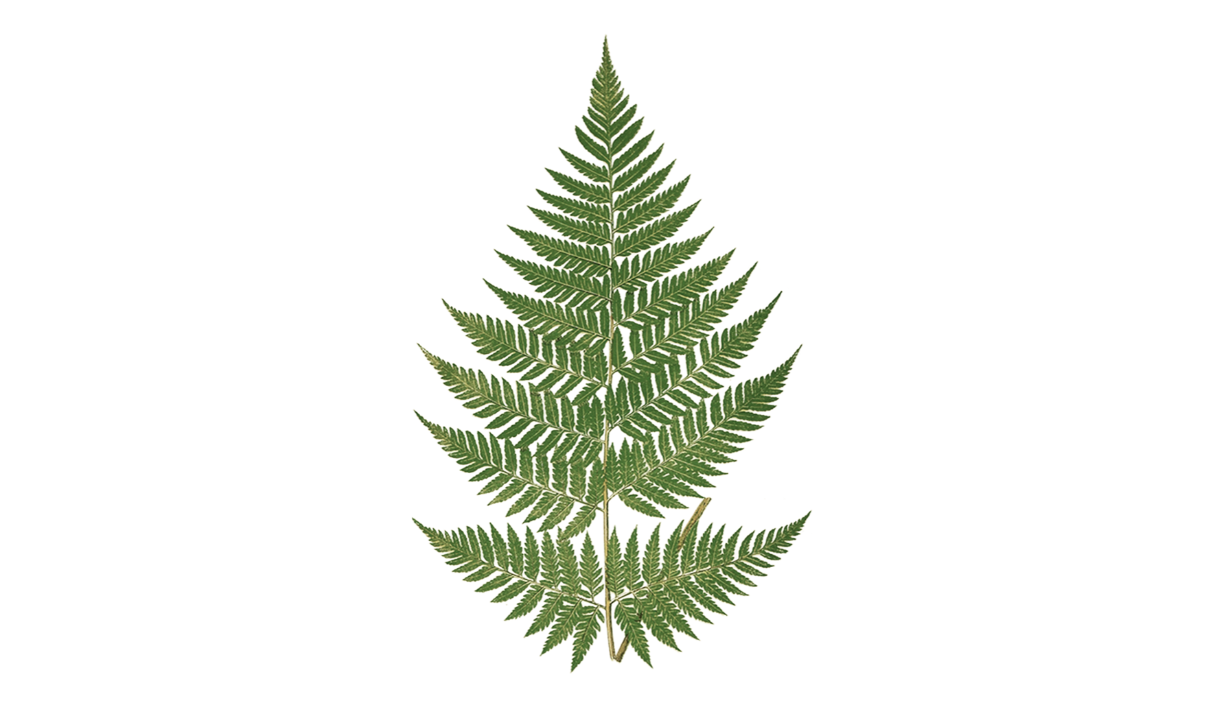 A single fern frond from a vintage botanical print, standing against a wash of sage green and yellow